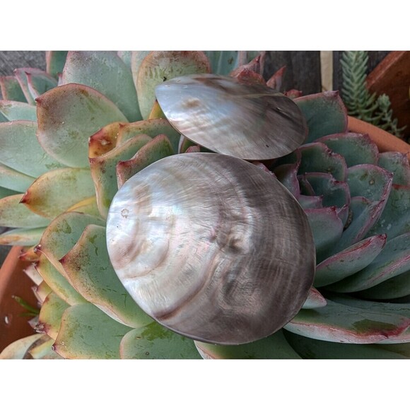 Vintage Mothers Of Pearl Earrings, Beachy Shell Earrings - Picture 5 of 10